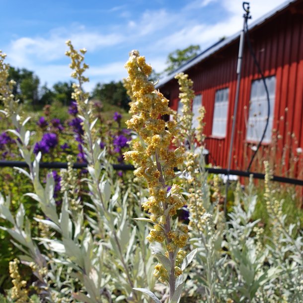 Artemisia ludoviciana 'Valerie Finnis'.<br/>Bynke