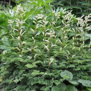 Aruncus aethusifolius.<br/>Fjerbusk