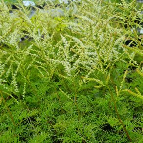 Aruncus 'Fairy Hair'.<br/>Fjerbusk