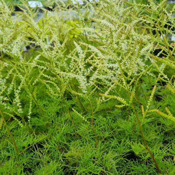 Aruncus 'Fairy Hair'.<br/>Fjerbusk