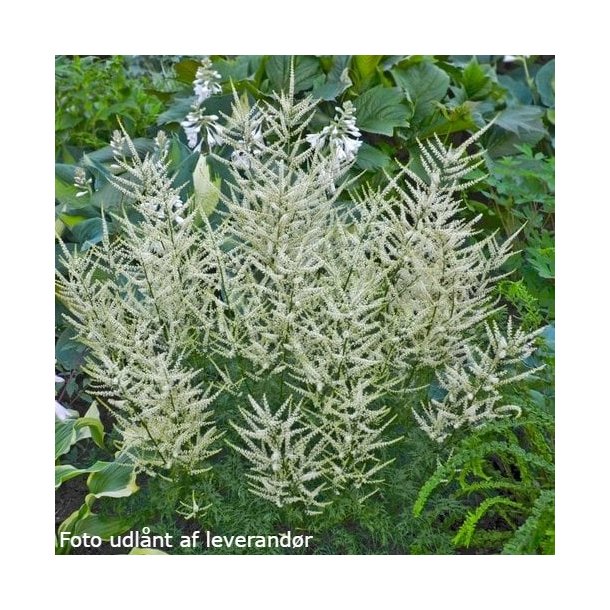 Aruncus 'Fairy Hair'.<br/>Fjerbusk