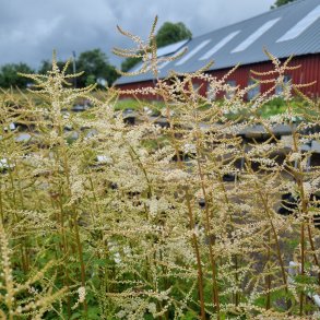 Aruncus 'Goatee'.<br/>Fjerbusk