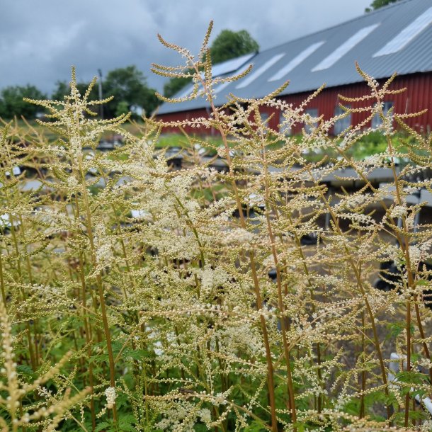Aruncus 'Goatee'.<br/>Fjerbusk