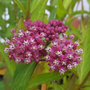 Asclepias incarnata 'Cinderella'.<br/>Silkeplante