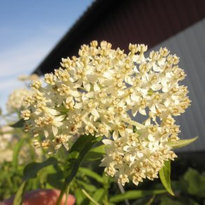 Asclepias incarnata 'Ice Ballet'.<br/>Silkeplante
