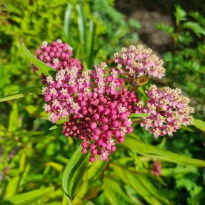Asclepias incarnata 'Soulmate'.<br/>Silkeplante