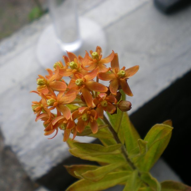 Asclepias tuberosa.<br/>Silkeplante