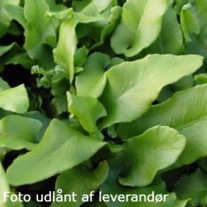 Asplenium scolopendrium<br/>Hjortetunge