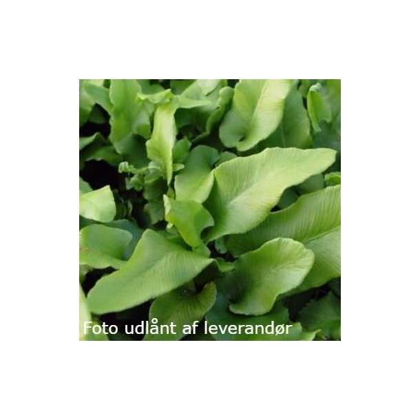 Asplenium scolopendrium<br/>Hjortetunge