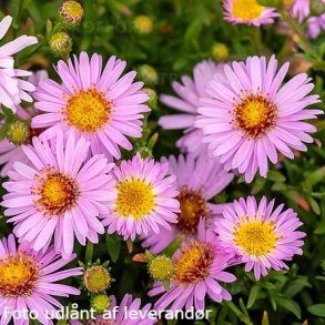 Symphyotrichum dumosum 'Anneke'.<br/>Pudeasters