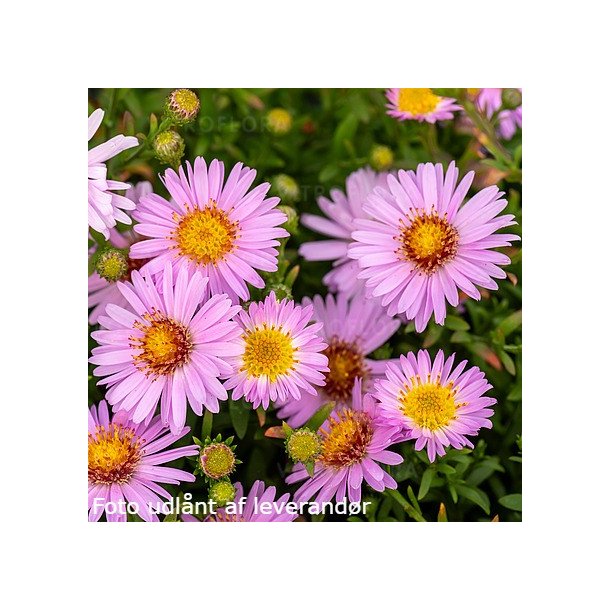 Symphyotrichum dumosum 'Anneke'.<br/>Pudeasters
