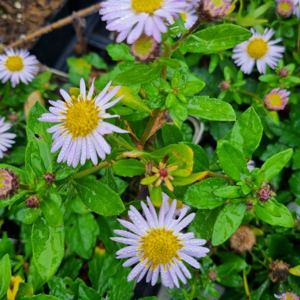 Aster ageratoides 'Asm&ouml;'.<br/>Asters