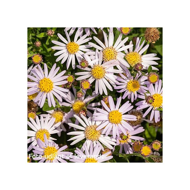 Aster ageratoides 'Asm'.<br/>Asters