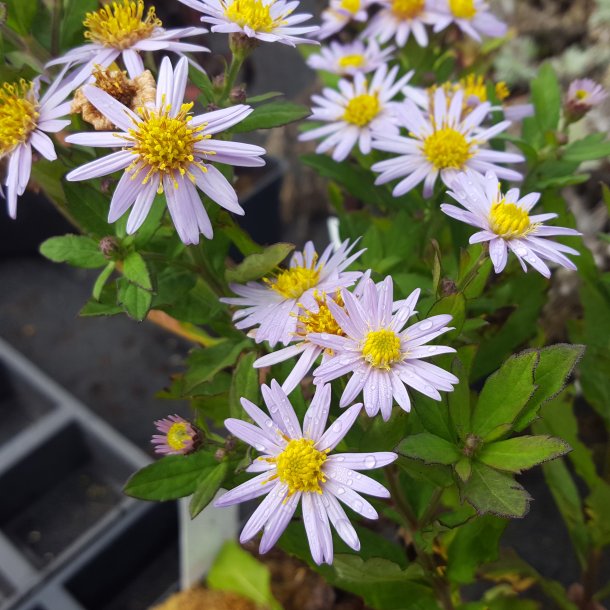 Aster ageratoides 'Asran'.<br/>Asters