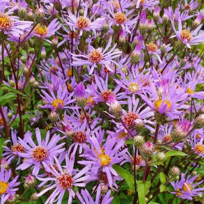 Eurybia radula 'August Sky'.<br/>Pudeasters