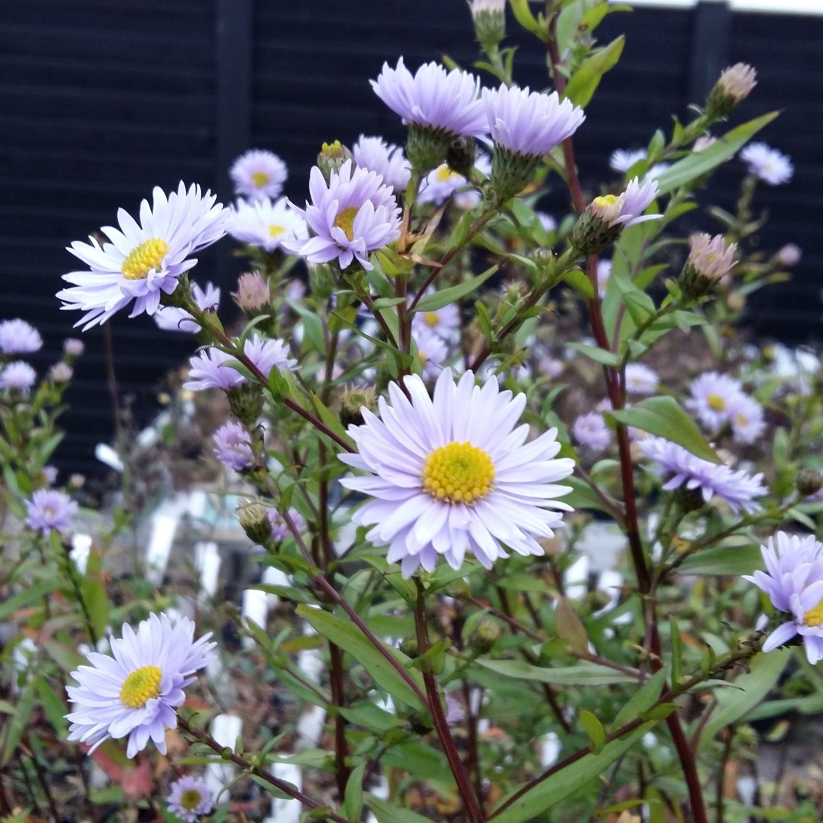 Aster novibelgii 'Blaue Nachhut'. Asters Stauder A Staudestedet