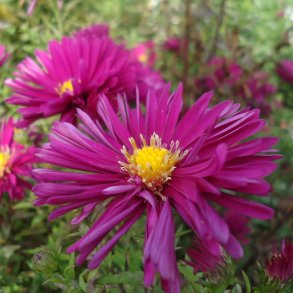 Symphyotrichum - Aster