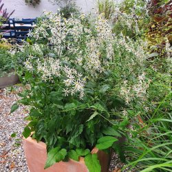 Eurybia divaricata.<br/>Skovasters