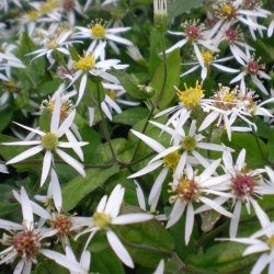 Eurybia divaricata.<br/>Skovasters