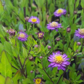 Aster ageratoides 'Ezo Murazaki'.<br/>Asters