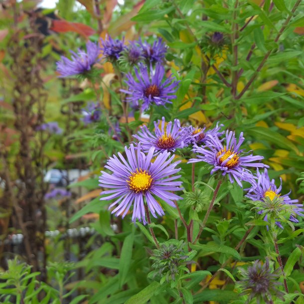 Symphyotrichum novae-angliae 'Guido en Gezelle.<br/>Asters