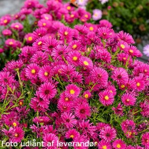 Symphyotrichum dumosum 'Jenny'.<br/>Pudeasters