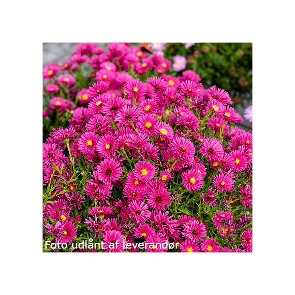 Symphyotrichum dumosum 'Jenny'.<br/>Pudeasters
