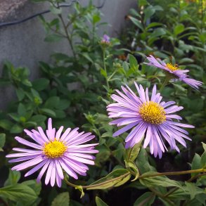 Aster x frikartii 'M�nch'. <br/>Asters