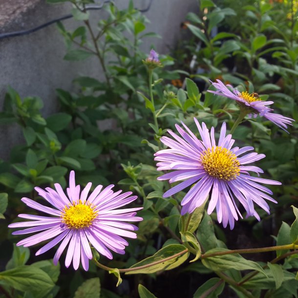 Aster frikartii 'M&ouml;nch'. <br/>Asters