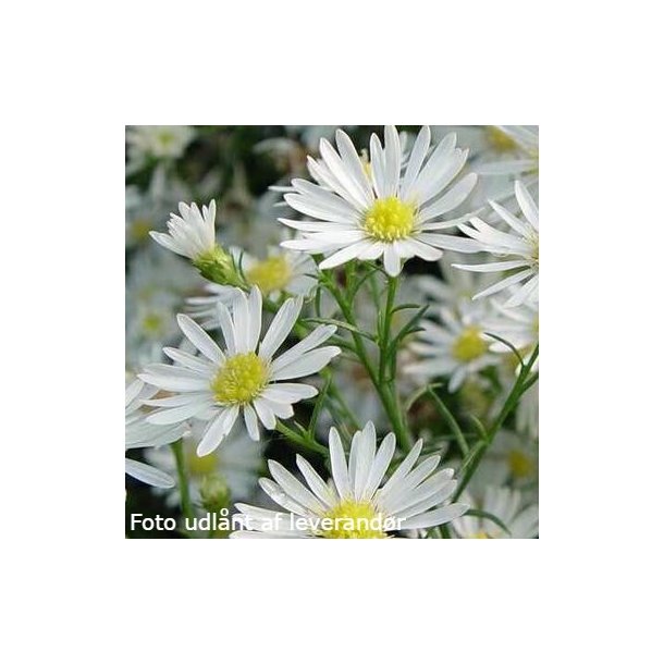 Symphyotrichum pilosum var. pringlei 'Monte Cassino'.<br/>Asters