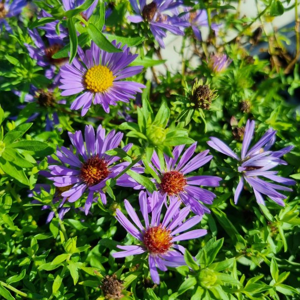 Symphyotrichum oblongifolium 'October Skies'.<br/>Asters