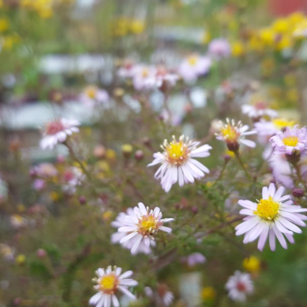 Aster ericoides 'Pink Cloud'. <br/>Lyngasters