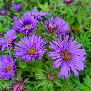 Symphyotrichum novae-angliae 'Purple Dome'.<br/>Asters