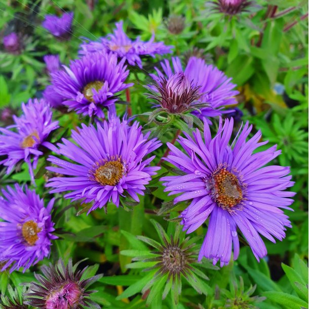 Symphyotrichum novae-angliae 'Purple Dome'.<br/>Asters