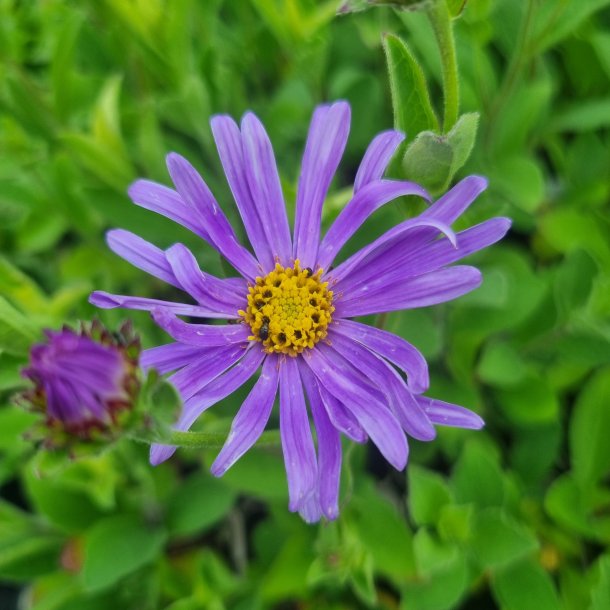 Aster thomsonii.<br/>Asters