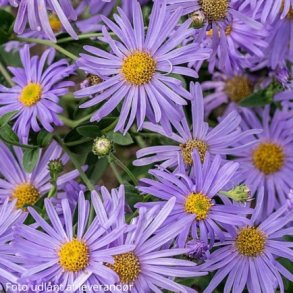 Aster thomsonii.<br/>Asters