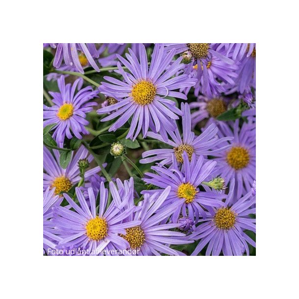 Aster thomsonii.<br/>Asters