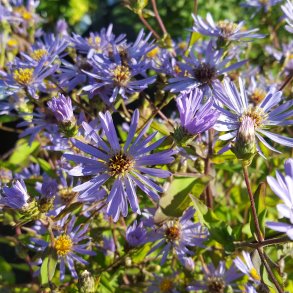 Eurybia macrophyllus 'Twilight'.<br/>Asters