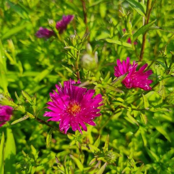 Aster novi-belgii 'Winston Churchill'.<br/>Asters