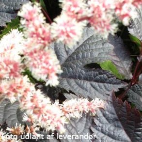 Astilbe 'Dark Side of the Moon'.<br/>Astilbe