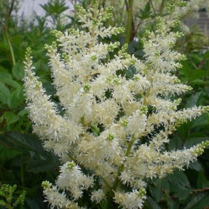 Astilbe 'Diamant'.<br/>Astilbe