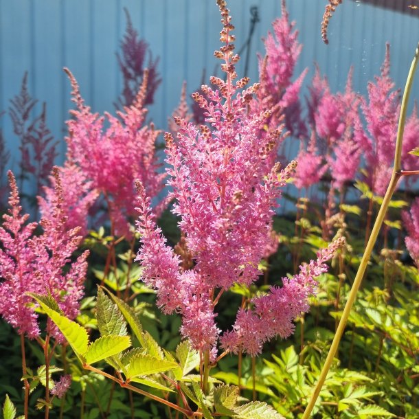 Astilbe 'Gloria Purpurea'.<br/>Astilbe