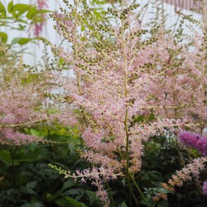 Astilbe 'Hennie Graafland'.<br/>Astilbe