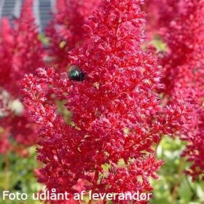 Astilbe 'Montgomery'.<br/>Astilbe