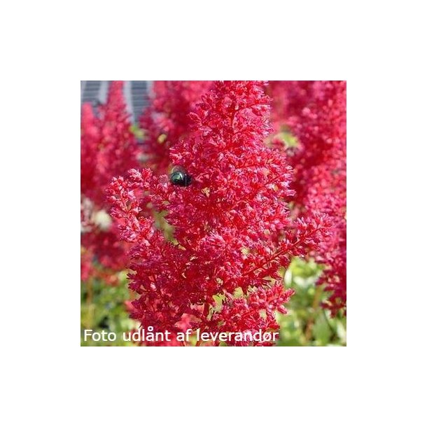 Astilbe 'Montgomery'.<br/>Astilbe