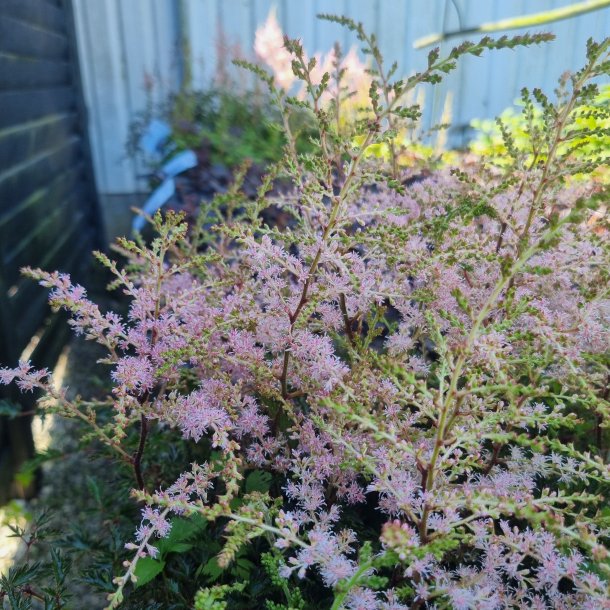 Astilbe 'Sprite'.<br/>Astilbe