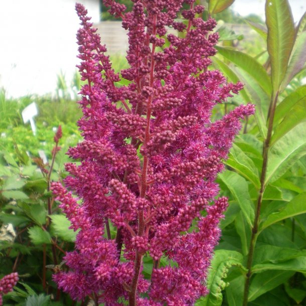 Astilbe chinensis 'Vision in Red'.<br/>Astilbe