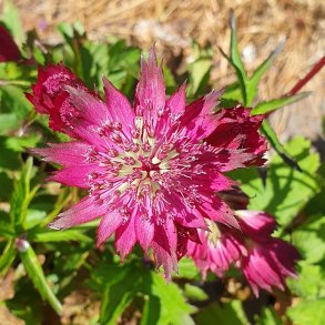 Astrantia 'Burgundy Manor'.<br/>Stjernesk�rm