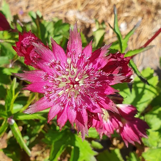 Astrantia 'Burgundy Manor'.<br/>Stjerneskrm