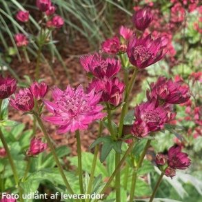 Astrantia major 'Capri'.<br/>Stjerneskrm